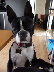 cheek the boston terrier